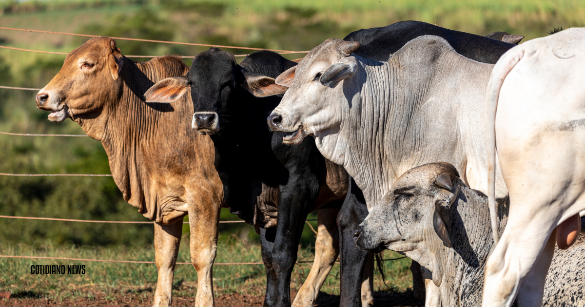 Produtores rurais de MS têm até 2 de junho para declarar rebanho à Iagro. Apenas 50% cumpriram; descumprimento gera multa e bloqueia GTA. Legenda para Facebook: ⚠️ ATENÇÃO PRODUTORES RURAIS! Vocês têm até 2 de junho para entregar a Declaração de Rebanho obrigatória à Iagro. Apenas 50% dos produtores cumpriram a exigência até agora. Quem não declarar fica sujeito a multa e não pode emitir GTA para comercializar animais. A declaração pode ser feita online pelo e-Saniagro ou presencialmente. Não deixe para a última hora! #ProdutoresRurais #DeclaraçãoRebanho Legenda para Instagram: 🐄 ÚLTIMO AVISO PARA PRODUTORES! Faltam poucos dias para o prazo da Declaração de Rebanho vencer (2 de junho) e metade dos produtores ainda não cumpriu! Sem a declaração, você não consegue emitir GTA e fica impedido de comercializar animais. É rápido: acesse o e-Saniagro ou vá na unidade da Iagro mais próxima. Clique no link da BIO para saber como fazer! #CotidianoNews #CampoGrande #MatoGrossodoSul #ProdutoresRurais #Iagro #DeclaraçãoRebanho Post social: PRAZO FINAL SE APROXIMA! Produtores têm até 2 de junho para declarar rebanho; apenas 50% cumpriram exigência. Relacionado Planejamento (Chain of Thought) O quê: Prazo final para declaração de rebanho em MS, com alerta da Iagro. Quem: Produtores rurais de Mato Grosso do Sul. Quando: Último dia 2 de junho de 2025; prazo até ontem (23) para parte dos produtores. Onde: Mato Grosso do Sul, Brasil.