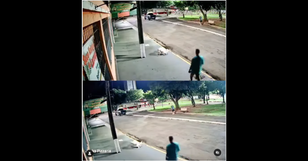 Cão solto ataca gato amputado no Coophasul enquanto tutor não age. Caso viola lei de posse responsável; multa pode chegar a R$ 15 mil em Campo Grande.
