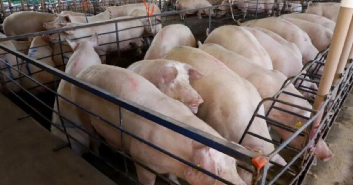 MS atinge 300 granjas de suinocultura e vira referência nacional em tecnologia. Estado gera 32 mil empregos e produz 315 mil toneladas de carne suína.