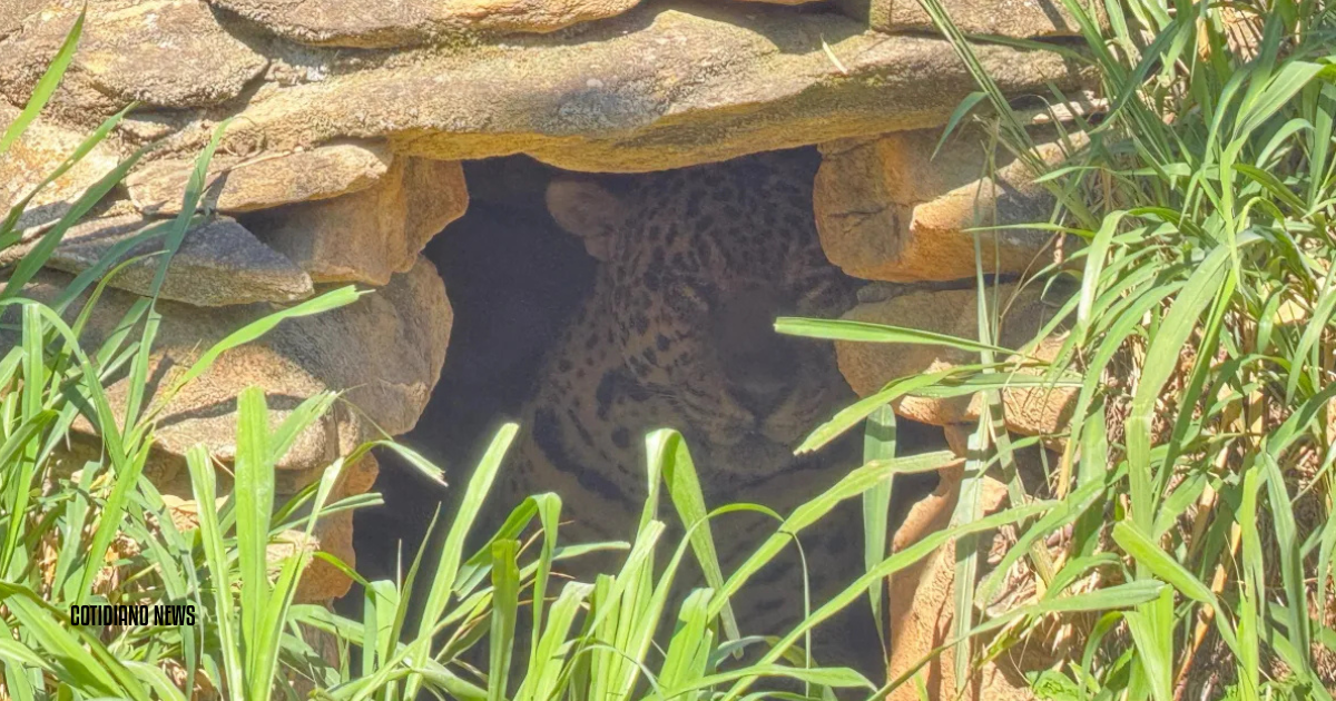 Onça Irapuã que matou caseiro em MS ficará em cativeiro permanente no Instituto Ampara Animal. Animal não demonstra medo de humanos, impedindo retorno à natureza.