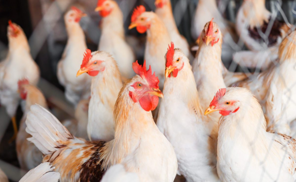 União Europeia e 16 países suspenderam importações de frango brasileiro após caso de gripe aviária em Montenegro (RS). Prejuízo pode chegar a R$ 2,6 bilhões.