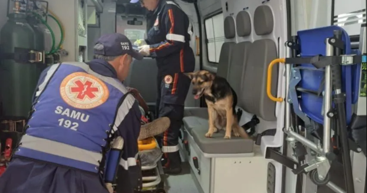 Cadela se recusa a abandonar tutor atropelado na BR-386 e entra em ambulância, acompanhando idoso até hospital em Soledade, no RS.