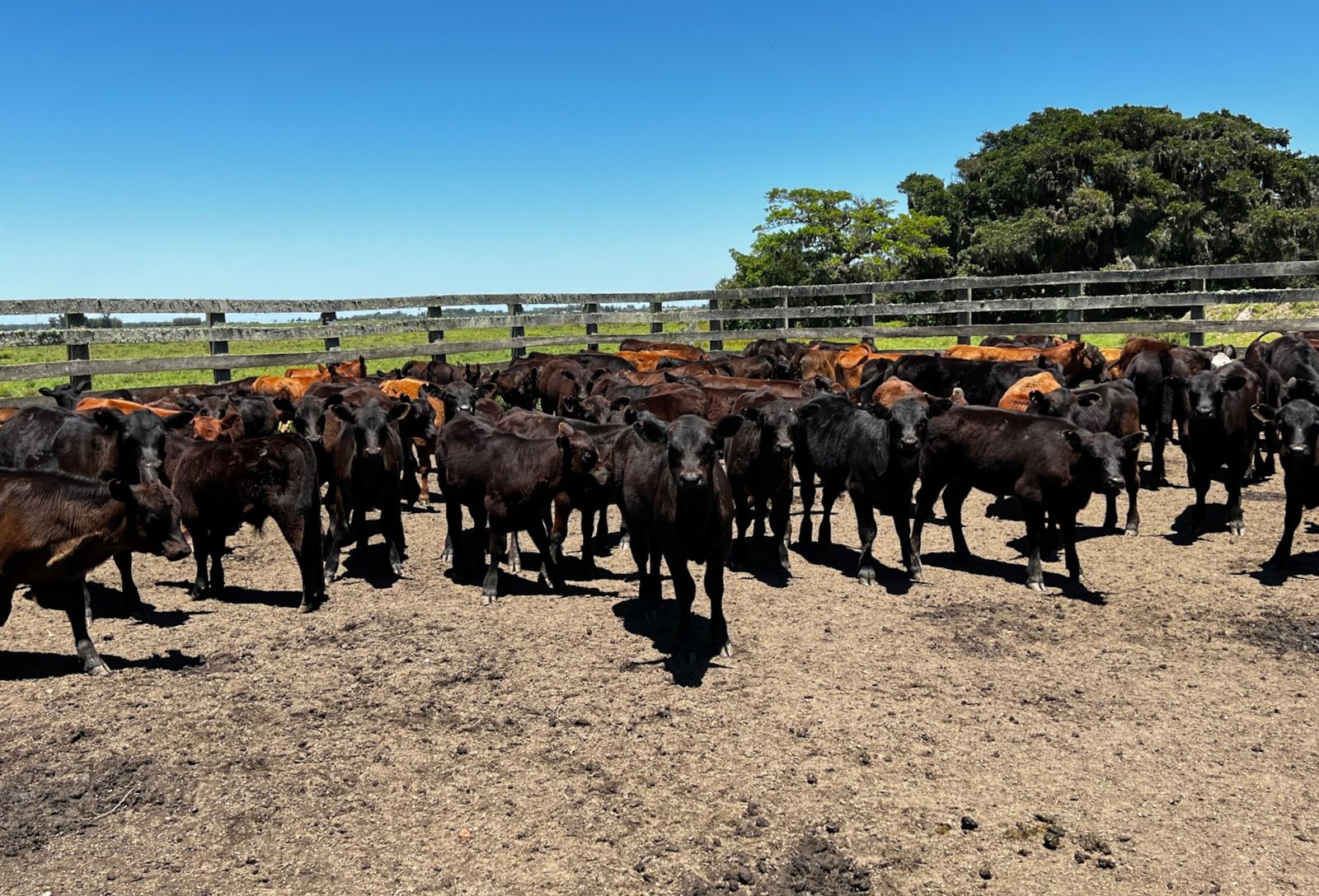 Pecuária de cria vive momento favorável em 2025 com alta do boi gordo e demanda aquecida, exigindo profissionalização dos produtores para maximizar resultados.