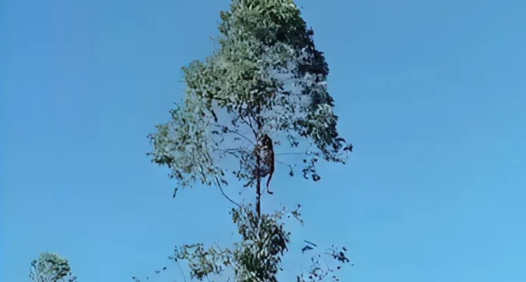 Onça-parda escala eucalipto em fazenda de Ribas do Rio Pardo. Produtor rural Moacir Reis filma comportamento natural do segundo maior felino das Américas.