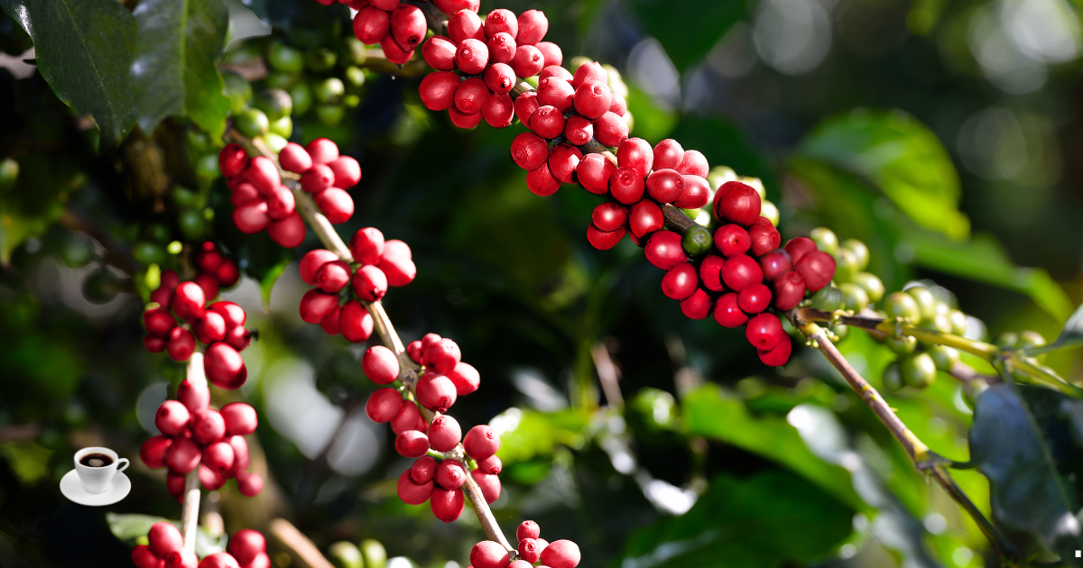 Chuvas no Vietnã impulsionam safra de café robusta para 30 milhões de sacas e podem reduzir preços globais, aliviando mercado brasileiro.