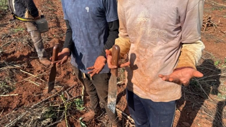 Lista suja do trabalho escravo em MS tem 99 trabalhadores resgatados em 12 fazendas, incluindo pecuaristas e exportador de limão para Europa.