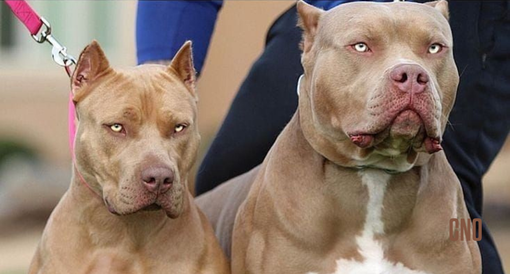 Três pitbulls atacam jovem e rompem artéria em Campo Grande. Caso grave reacende debate sobre regulamentação de cães perigosos e responsabilidade de tutores.