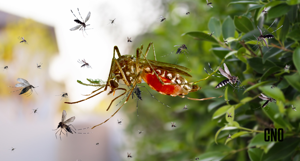 MS registra 6.796 casos confirmados de dengue em 2025. Saiba como se prevenir do Aedes aegypti e proteger sua família do surto que preocupa autoridades.