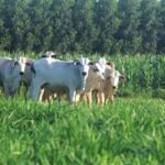 Ceará tem 494 unidades tecnológicas de forrageiras; MS lidera Brasil com 3,6 mi ha em ILPF. Compare modelos e veja impacto na produtividade.