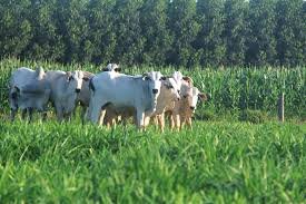 Ceará tem 494 unidades tecnológicas de forrageiras; MS lidera Brasil com 3,6 mi ha em ILPF. Compare modelos e veja impacto na produtividade.